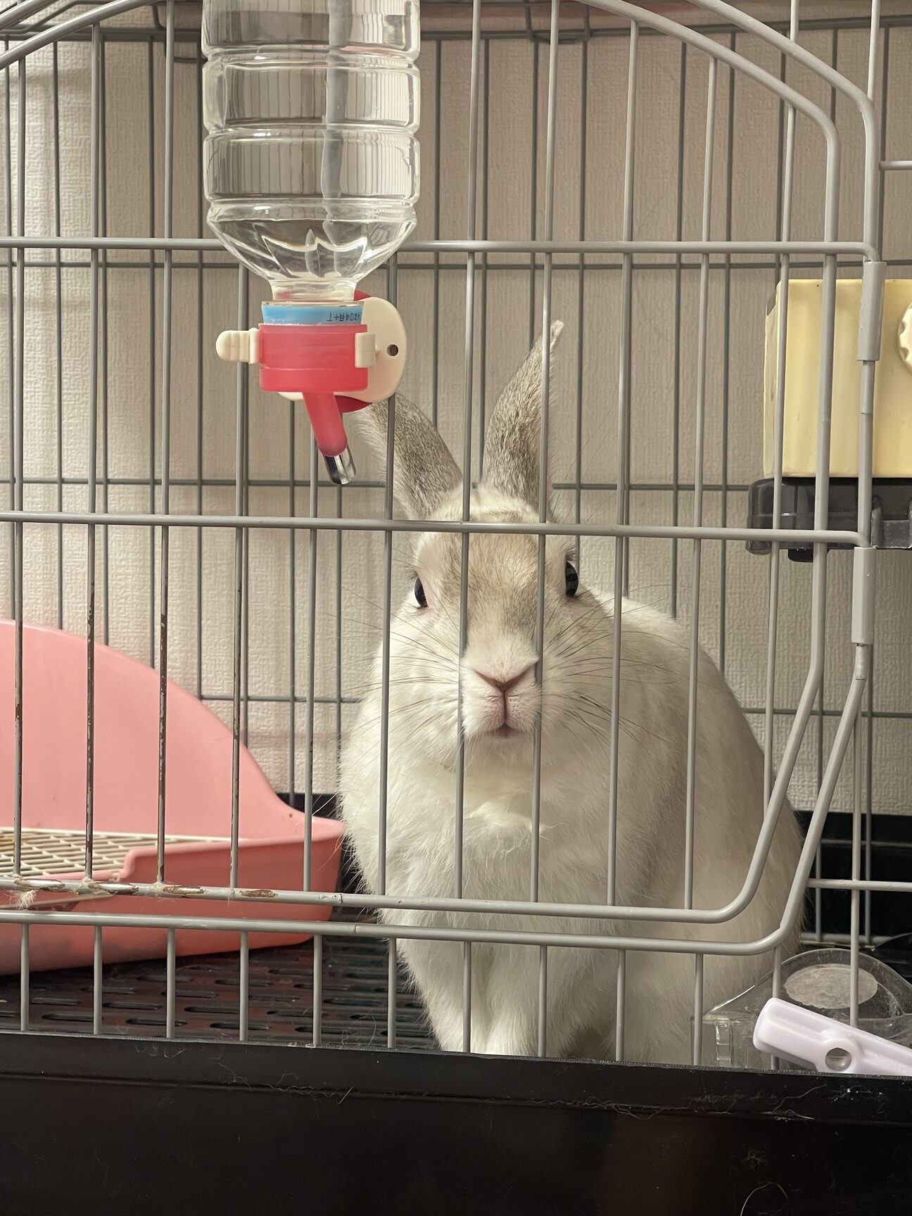 ウサギの里親募集」神奈川県 - 小動物の里親募集(533736) :: ペットの