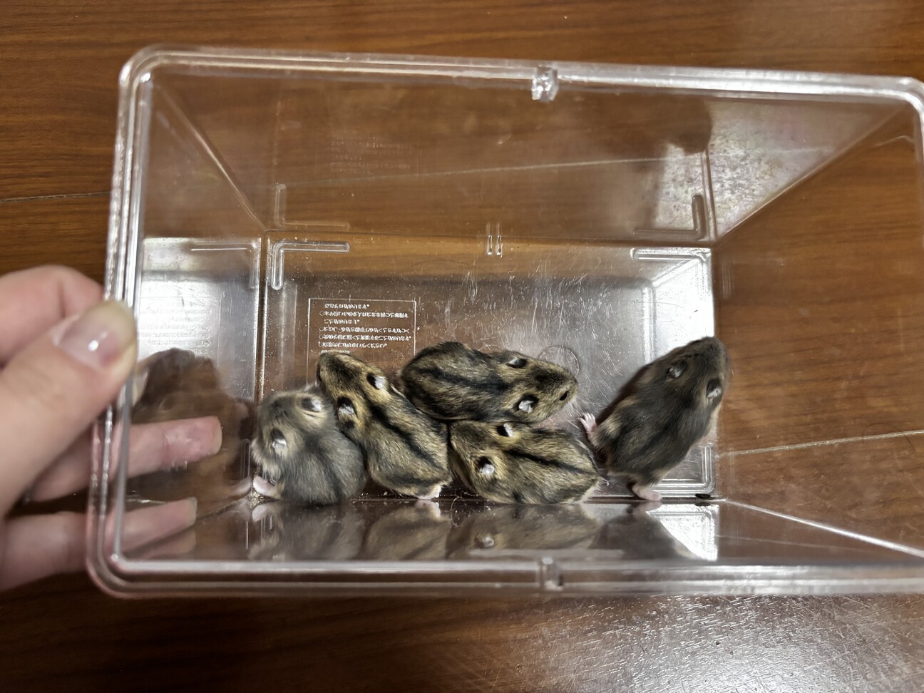 ジャンガリアンハムスター　ノーマル サムネイル1