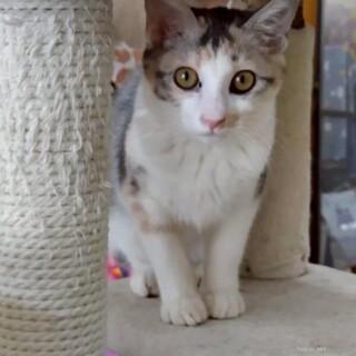 尻尾はなくても心は天使　エンジェルちゃん