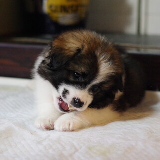 やんちゃなぼふぼふボーイ