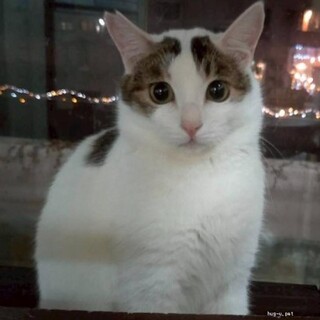 超かわいい　美男子しろくん