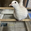 6羽のギンバトの里親募集!1羽、ペア対応可