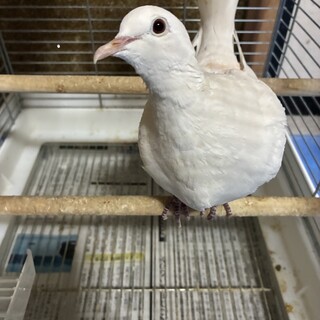 6羽のギンバトの里親募集!1羽、ペア対応可