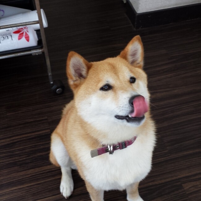 高橋マロのカバー写真