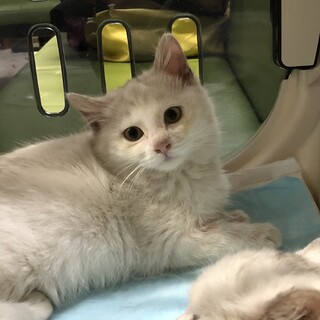 お話合い中のため募集一旦停止　白いもふもふ子猫