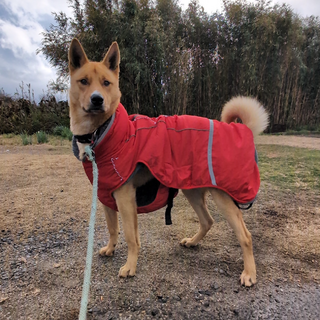 雑種のオス3歳です名前はジョンです