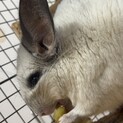 チンチラの里親募集