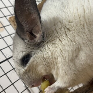 チンチラの里親募集