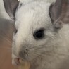 チンチラの里親募集 サムネイル2