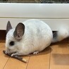チンチラの里親募集 サムネイル3