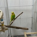 ニギコロできる多分オスのセキセイインコちゃん♪