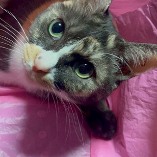 とてもあまえんぼで賢いルビーちゃん