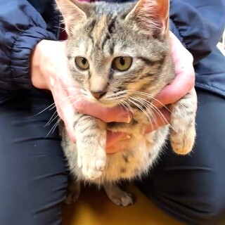 人懐っこいキジトラちゃん