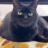 愛されっ子の黒猫ネーラちゃん