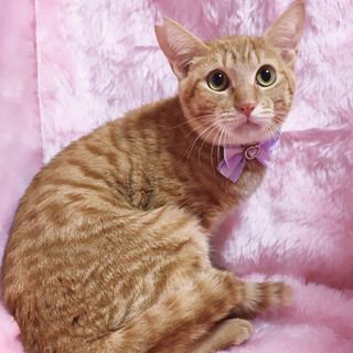 ���g���̔��L�w���Ղ���x�U�J��