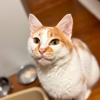 甘えん坊さん「カツ」