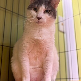 シャイなイケメン「オスカ」