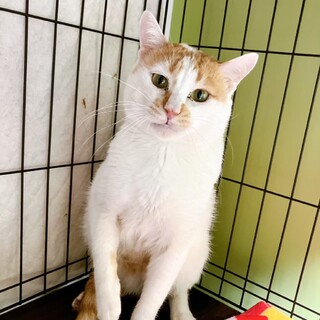 寡黙な男「カイ・シデン」