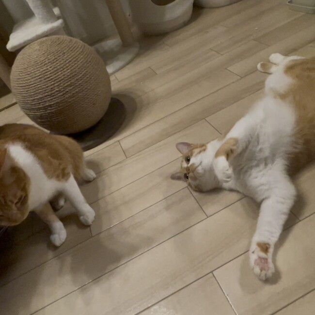 いくら猫猫のカバー写真