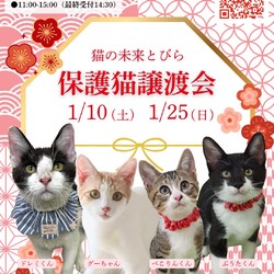 ★猫の未来とびら譲渡会★東銀座徒歩2分★東劇隣