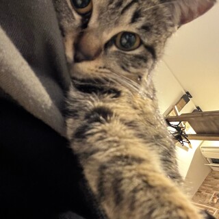 至急お願いします