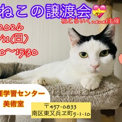 o｡◈｡o+ﾟねこの譲渡会ﾟ+o｡◈｡o サムネイル1