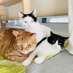 o｡◈｡o+ﾟねこの譲渡会ﾟ+o｡◈｡o サムネイル2