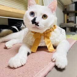 o｡◈｡o+ﾟねこの譲渡会ﾟ+o｡◈｡o サムネイル3