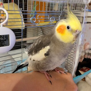 オカメインコ里親さん募集