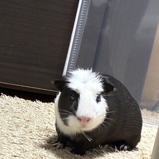 クリステッドモルモット（白黒）