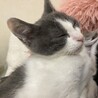 可愛い男の子 サムネイル2