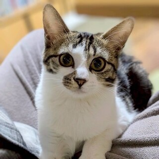 1/25高田馬場★こずえちゃん★お膝猫に進化中