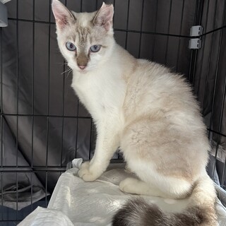 助けて下さい…ミルクティーカラーの可愛い女の子です