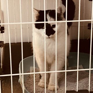 ひょこひょこしていたひょっこちゃん