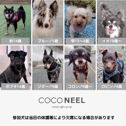 coconeel譲渡会@横浜 サムネイル2