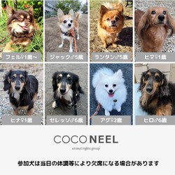 coconeel譲渡会@横浜 サムネイル3