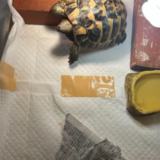 ヘルマンリクガメ