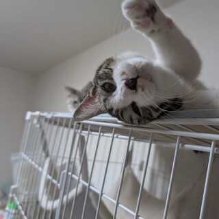 激甘えん坊の抱っこまん☆あさひ君