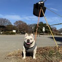 クリームのフレンチブルドッグです。