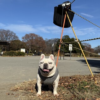 クリームのフレンチブルドッグです。