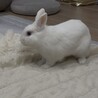 ミニウサギの女の子です　2歳0ヶ月 サムネイル3