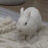 ミニウサギの女の子です　2歳0ヶ月 サムネイル4