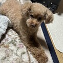 里親募集中（トイプードル　男の子　）