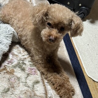 里親募集中（トイプードル　男の子　）