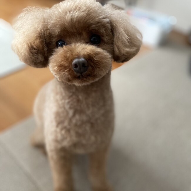 ぽぽ太@のカバー写真