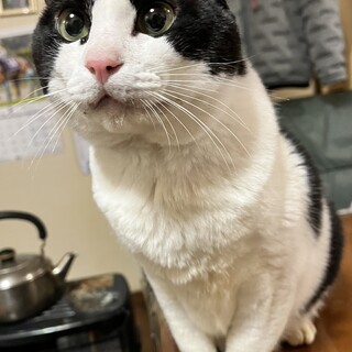 ハチワレカギしっぽ猫さんの里親募集