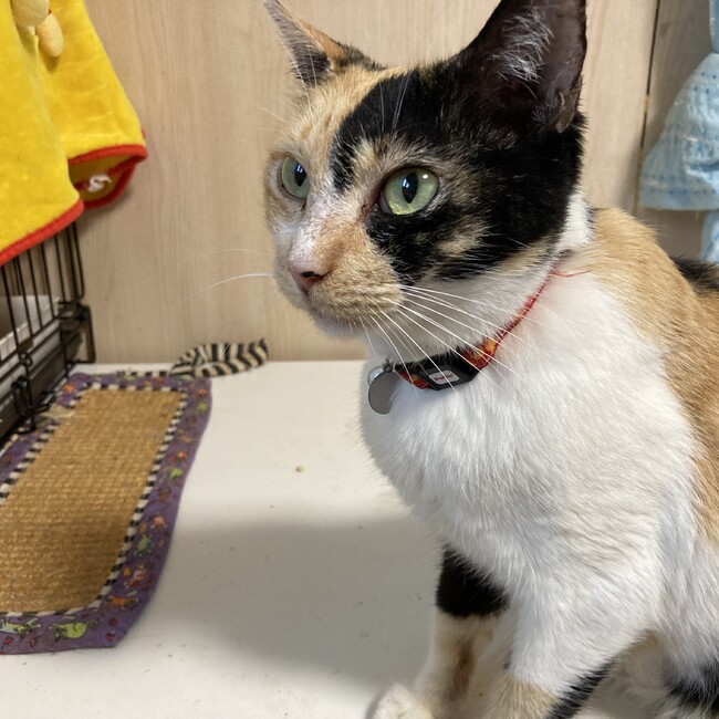 みけまるこのカバー写真