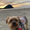素敵な夕焼けに大満足なティノ君