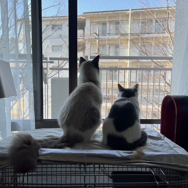 なまはげ子のカバー写真