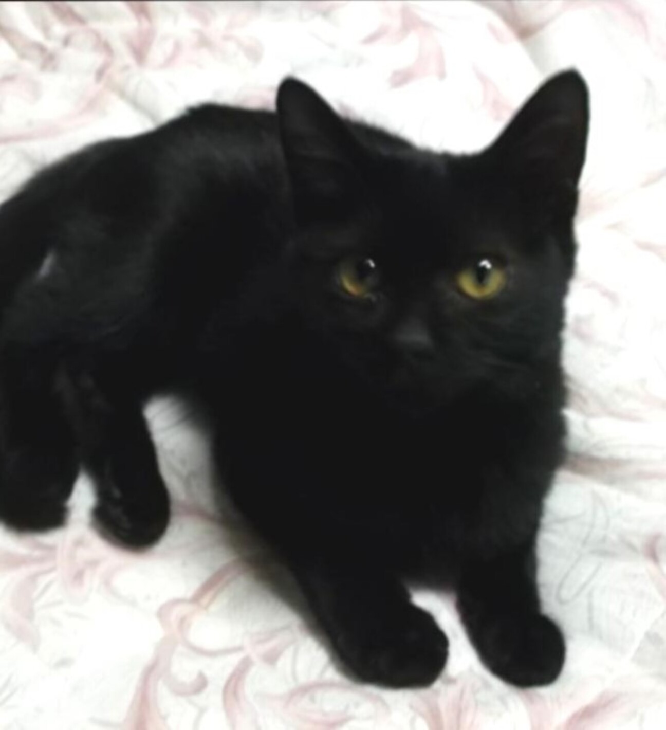 黒猫モモ  ページ About Me | 黒猫モモ / KURONEKO MOMO